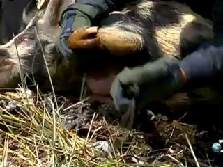 Man, Woman, Wild: Snaring a Pig