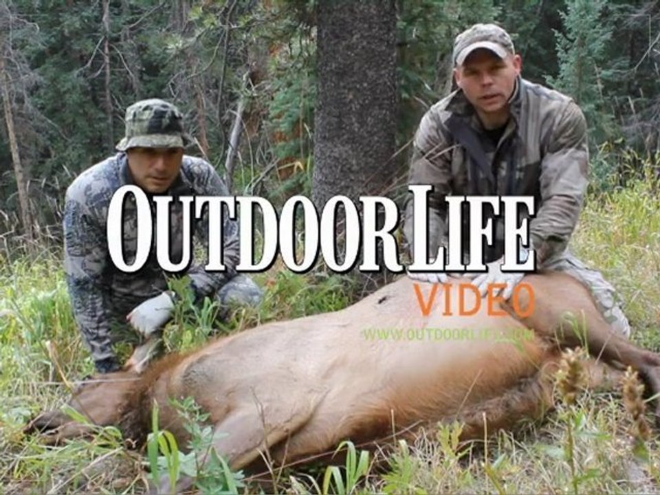 Live Hunt: Calling in a Cow
