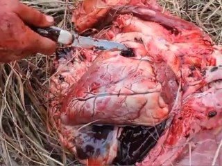 Live Hunt: Recurve Alaska Moose