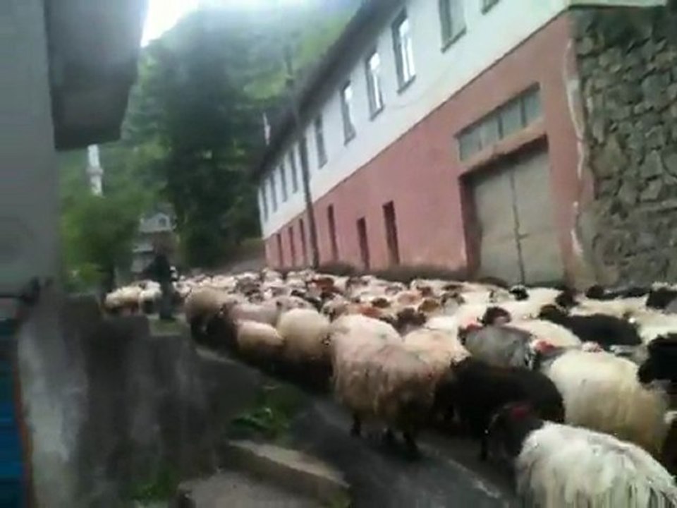 Yeyle Zamanı Geldi Koyun Sürüleri Gitmeye Başladi