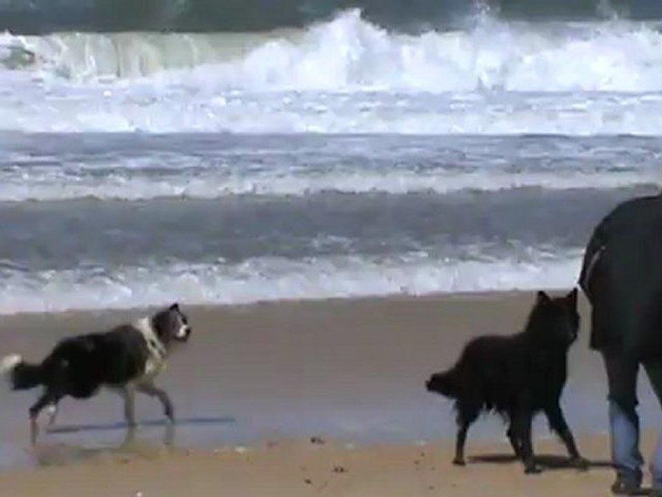 Les chiens à Contis
