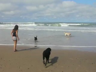 Uruguay, La paloma, plage chiens
