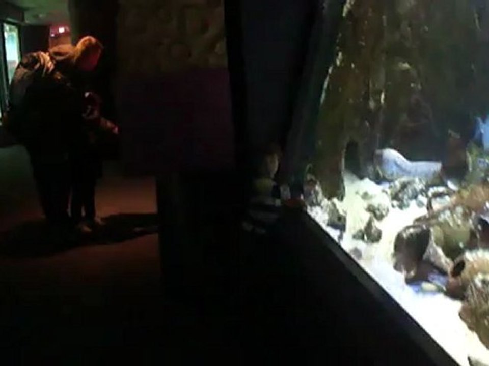 Aquarium