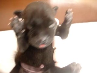 Chiot femelle n2 Elevage Hold up (né le 14/04/2012)