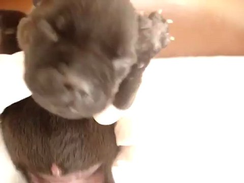 Chiot femelle n3 Elevage Hold up (né le 14/04/2012)