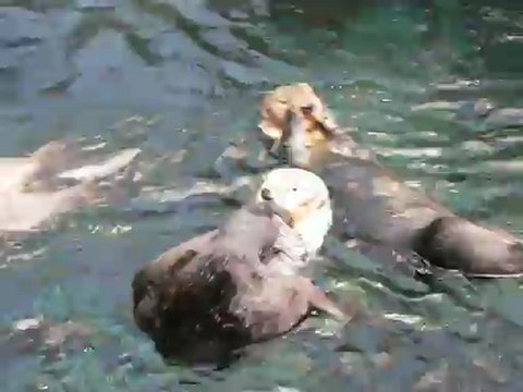 Loutres océanorium de Lisbonne