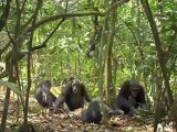 Chimpanzee: Official Trailer