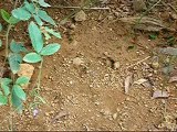 fourmis manioc