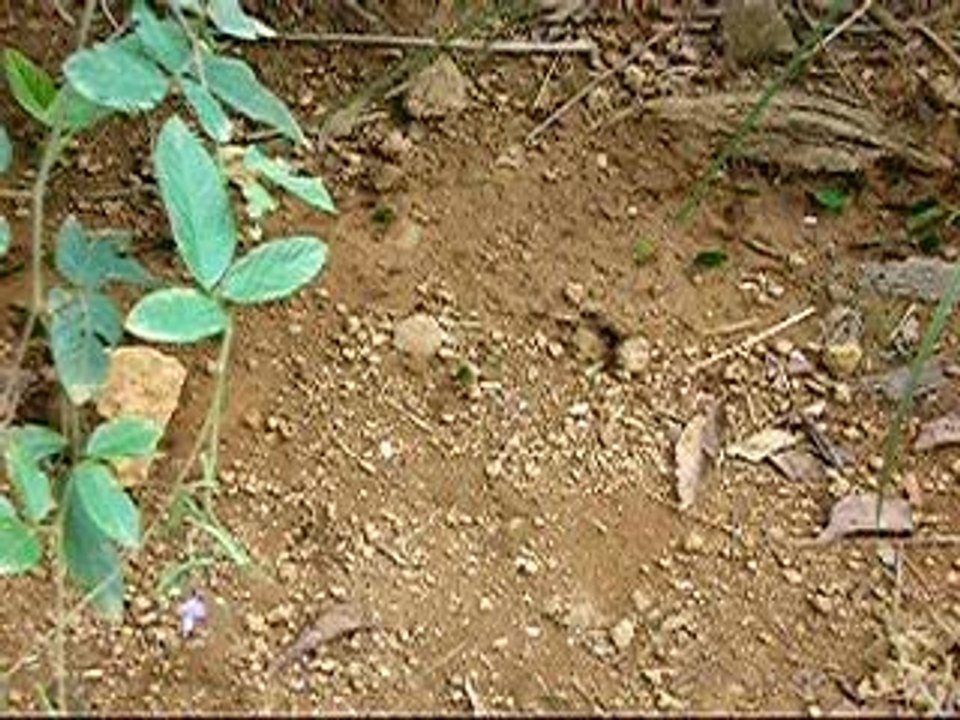 fourmis manioc
