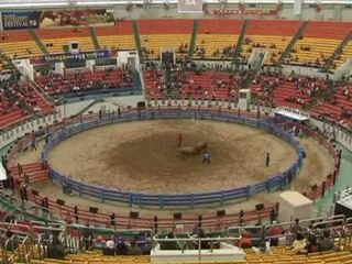Bull on bull in South Korean sport