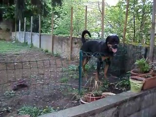 garou et felina 19 avril 2012 001