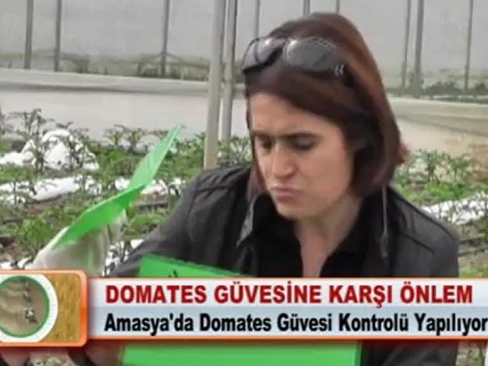DOMATES GÜVESİNE KARŞI ÖNLEM 18.04.2012