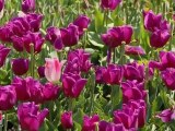 Le printemps des tulipes 2012