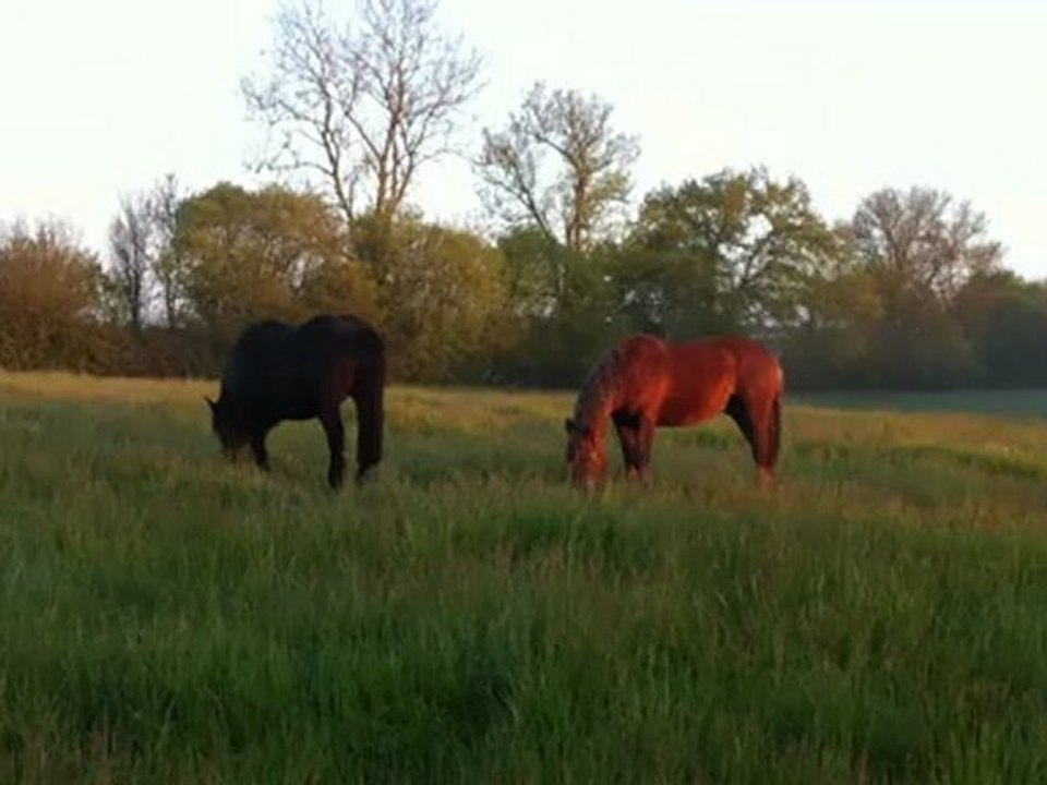 Laché des chevaux_2_20avril12