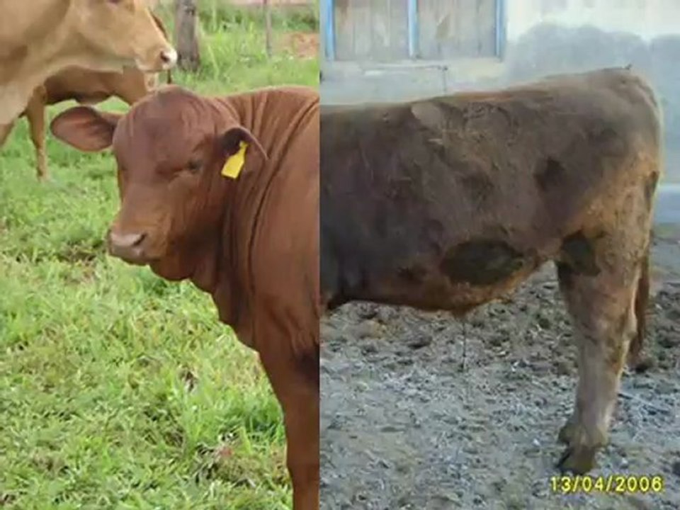 SİMENTAL GEBE DÜVE YERLİ VE İTHAL HAYVAN ALIMI 0248 234 11 77