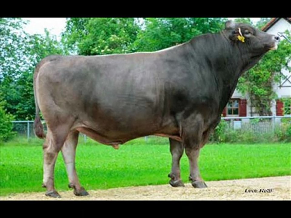 İTHAL HAYVAN SİMENTAL GEBE DÜVE TEMİNİ (0248) 234 11 77