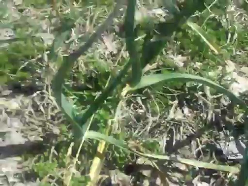 DİYARBAKIR ÇÜNGÜŞ KARAKAYA KÖYÜ