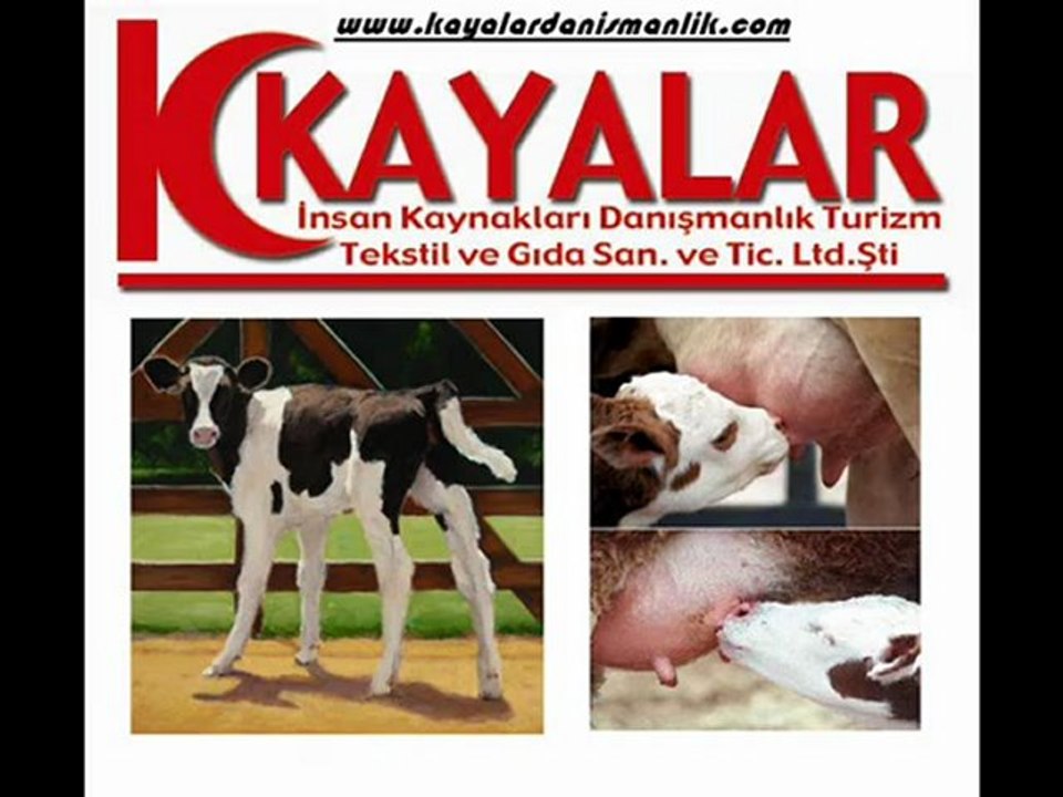 SİMENTAL GEBE DÜVE İTHAL HAYVAN YERLİ HAYVAN TEMİNİ 02482341177