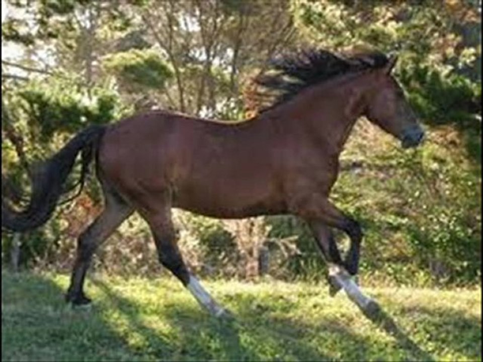 alison_0001