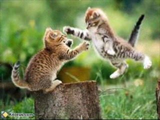 chat alison