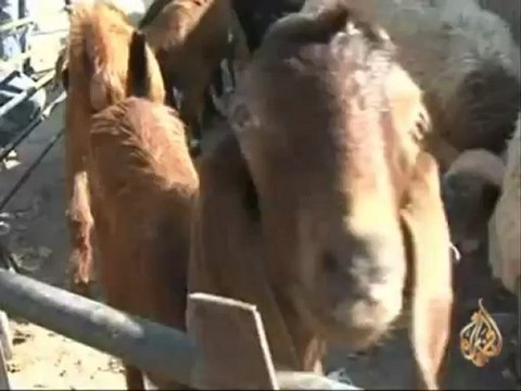 عيد الأضحى المبارك وسط تفاقم الأزمة الأنسانية في غزة