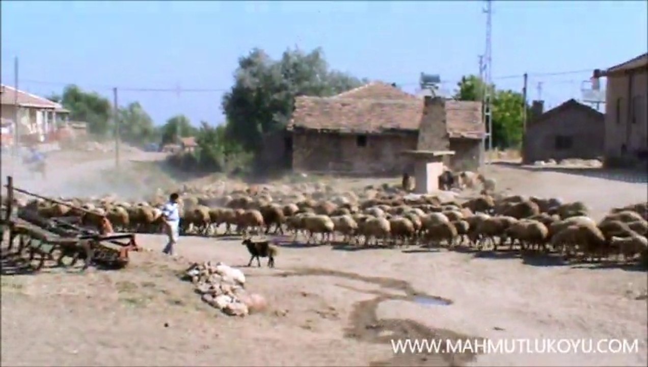 Mahmutlu Koyu Yaz Goruntusu