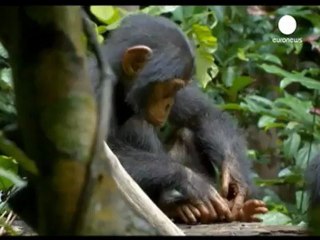 Oscar the orphan chimp gets his name in lights