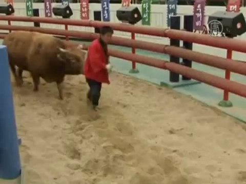 В Южной Корее идут гуманные бои быков