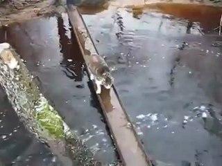 les chats n'aiment pas l'eau