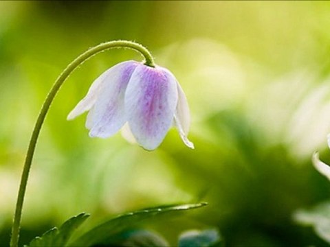 Cengiz ÖZKAN KEKLİK DAĞLARDA ÇAĞILAR