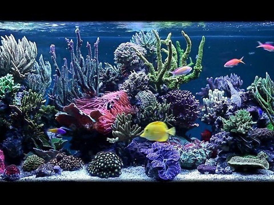 Aquarium
