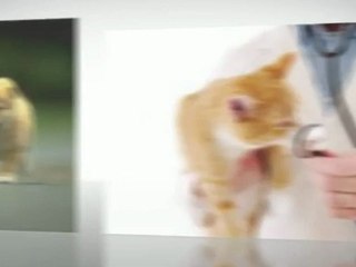 Emergency Vet Des Moines IA | (515) 310-3430