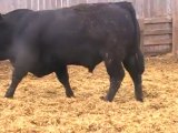 2012 Nordal Limousin Bull Sale - Lot 15