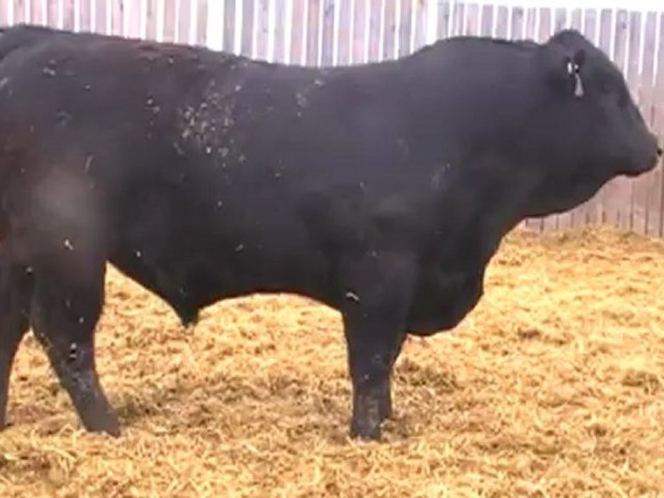 2012 Nordal Limousin Bull Sale - Lot 15 Video 2