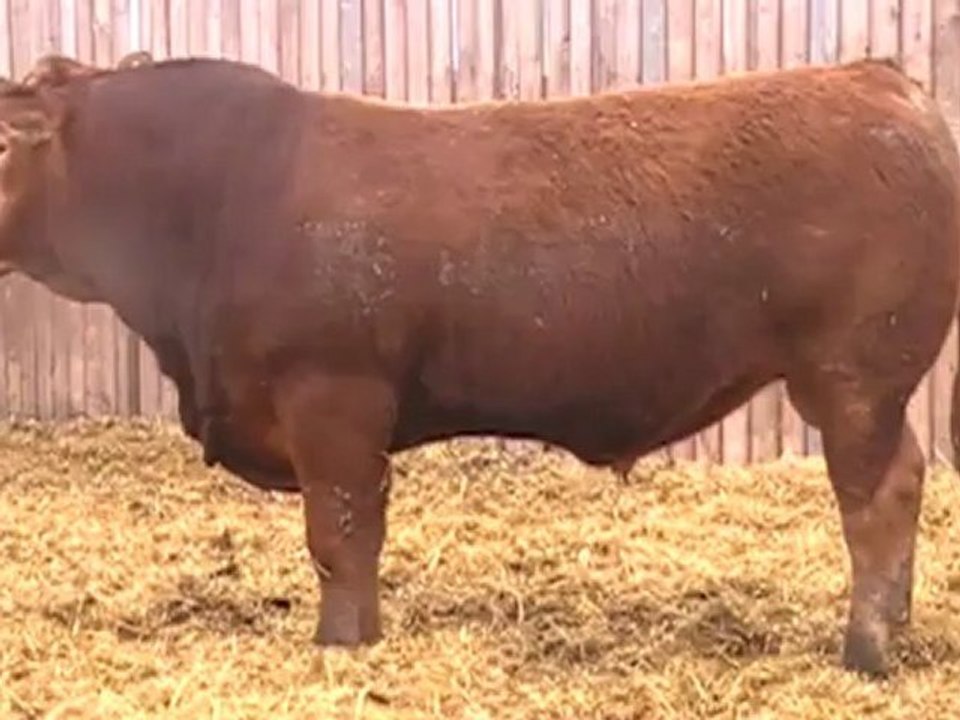 2012 Nordal Limousin Bull Sale - Lot 27