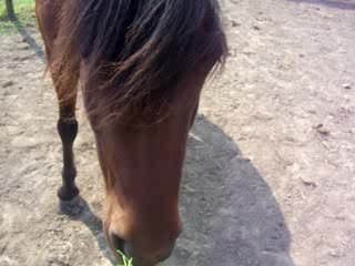Video marrante de Lune