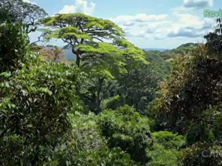 The Cabin in the Woods & Chimpanzee - Breakin' It Down