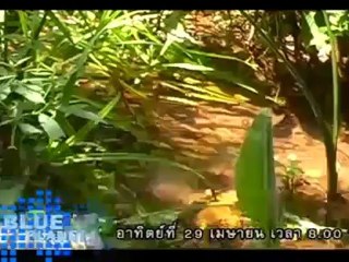 รายการข่าว Voice News ประจำวันที่   21 เม.ย. 2555 (12.00น.)