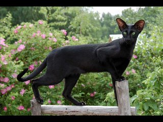 black man or getting smarter every Day lets stop them ........