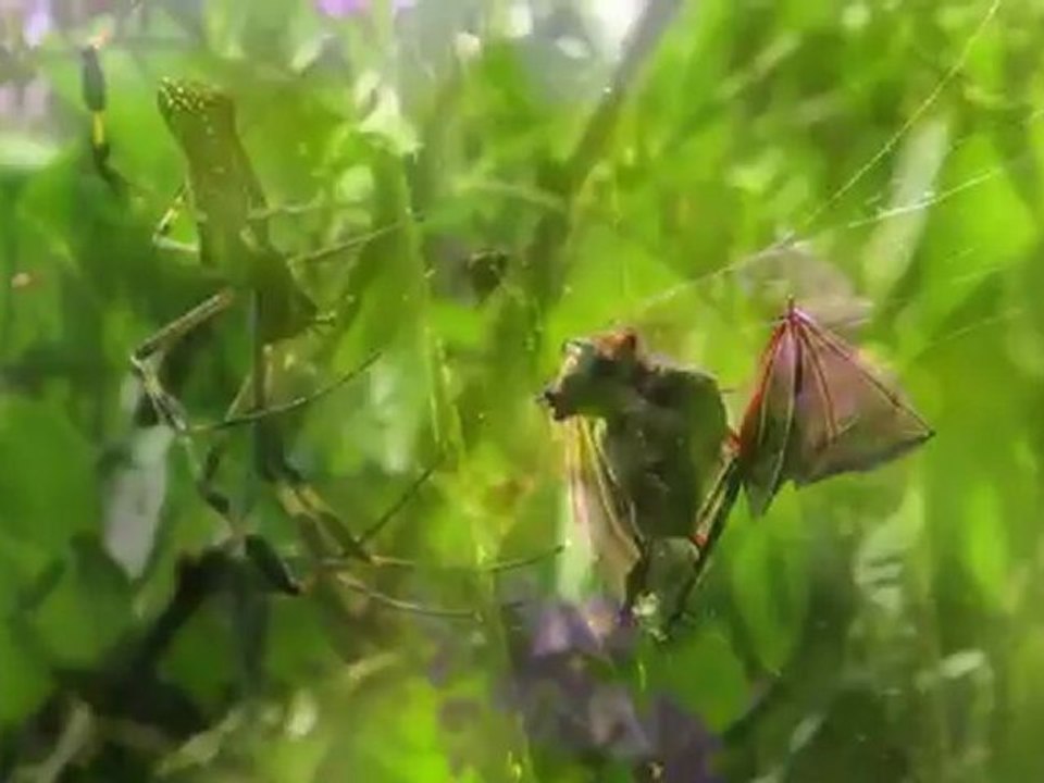 Hayatin Hizi -  (1)