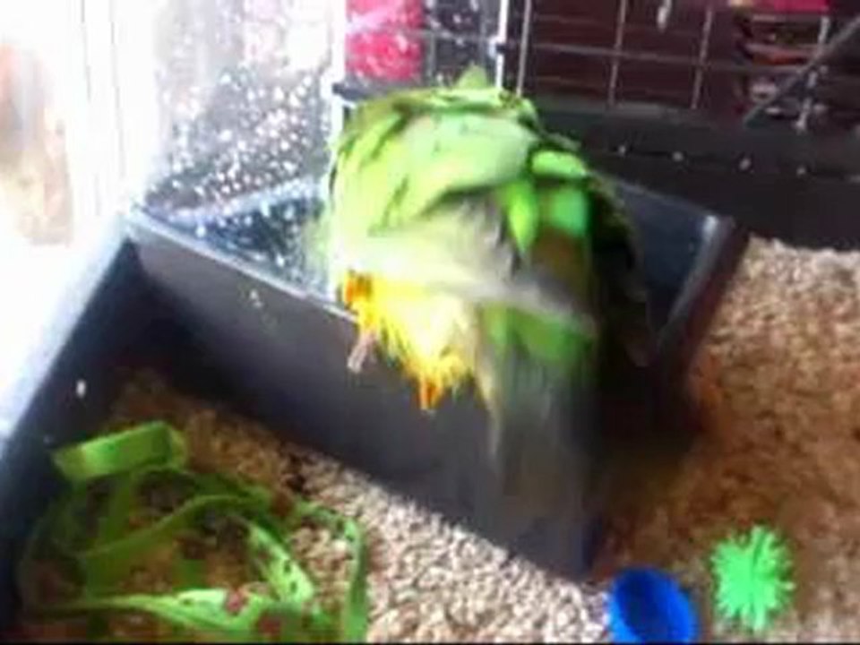 Piwi à la douche
