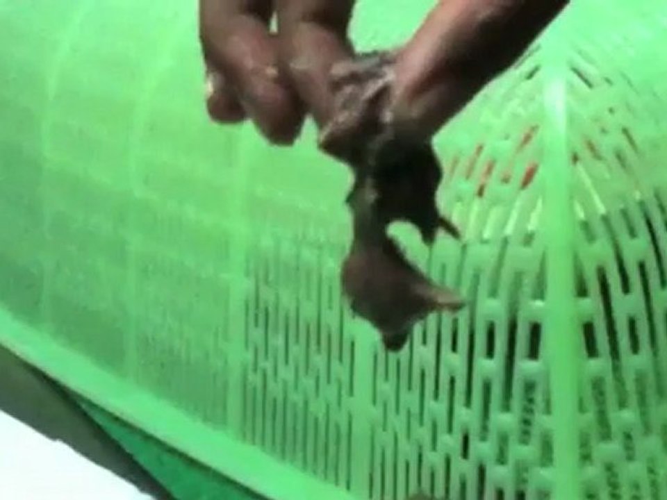 AJ Eats Balut from 7-11