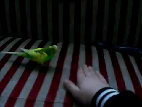 konusan muhabbet kuşu