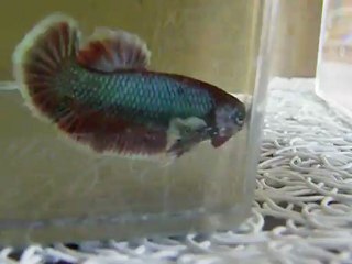 Plakat géno big ears de 3,5 mois