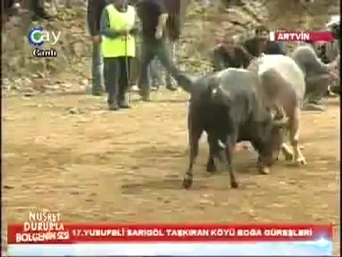 17.Sarıgöl Boğa Güreşleri 2012-Küçük Orta Güreşleri Video