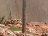 فري برس حماه المحتلة حتى القطط هربت من القصف و إطلاق النار في قلعة المضيق20 4 2012 Hama