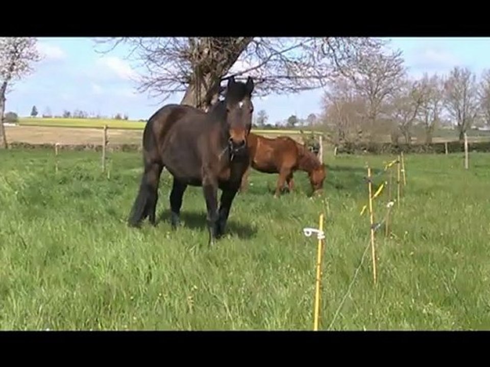 Cali et Lucy au pré 15 04 2012