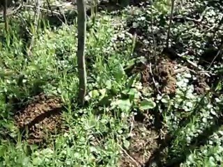 Oreille de cochon du 20 avril 2012 dans le Jura (Pezize veinée)