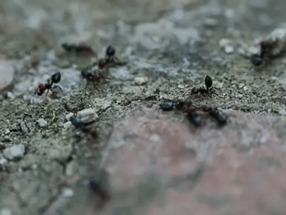 Une vie de Fourmis
