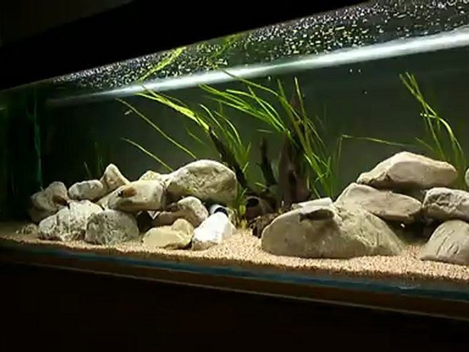 tropheus black bemba